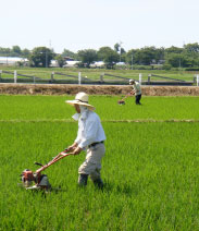 除草作業