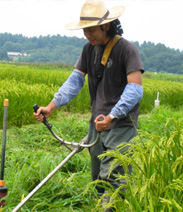 手作業で草刈り