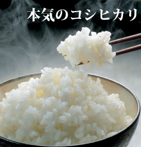 Ëܵ¤¤Î¥³¥·¥Ò¥«¥ê