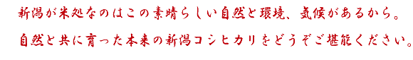 ËÜÍè¤Î¿·³ã¥³¥·¥Ò¥«¥ê¤ò¤´´®Ç½¤¯¤À¤µ¤¤¡£