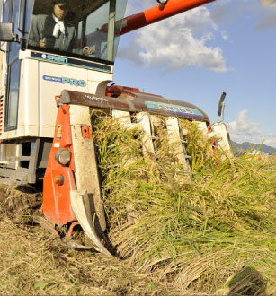 ¿·³ã»ºÄ«Æü¥³¥·¥Ò¥«¥ê