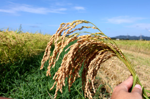 ¥³¥·¥Ò¥«¥êÄÌÈΡÚÊÆÁª¡Û