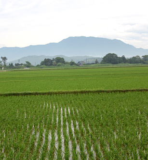 ¿·³ã»º¾å±Û¥³¥·¥Ò¥«¥ê